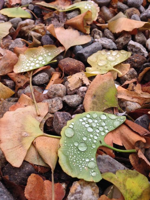 dew leaves leaf
