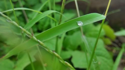 dew fresh grass