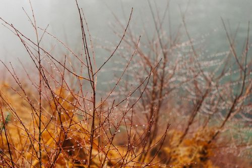 dew water drops