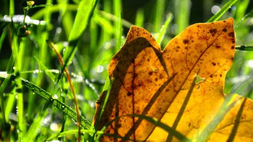 dew holidays nature