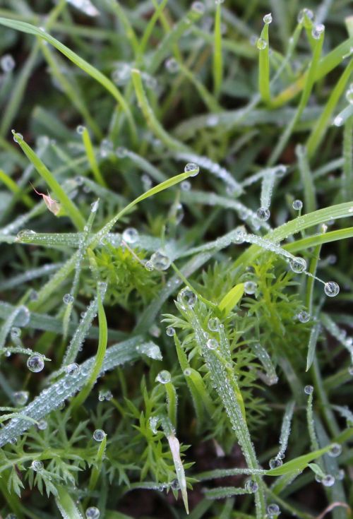 dew grass water