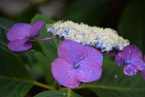 dew flower plant