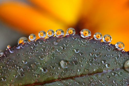 dew-drop flower macro