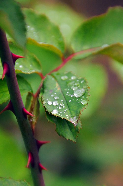 dew-drop green foliage