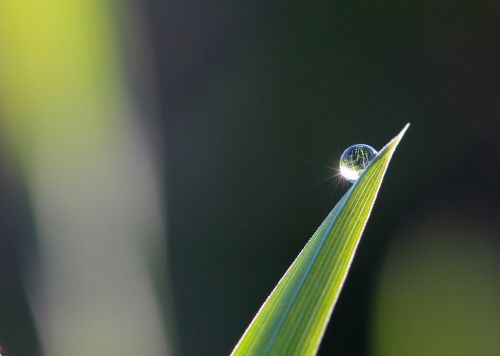 dew drop grass green