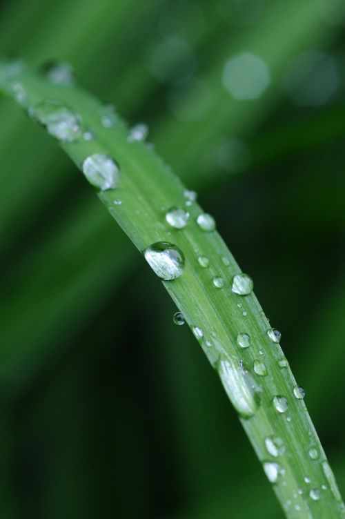dew drop leaf drop of water