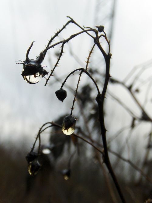 dew drop autumn plant