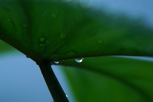 dew drops early tomorrow green leaf