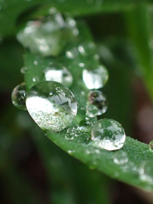 dew drops grass rain