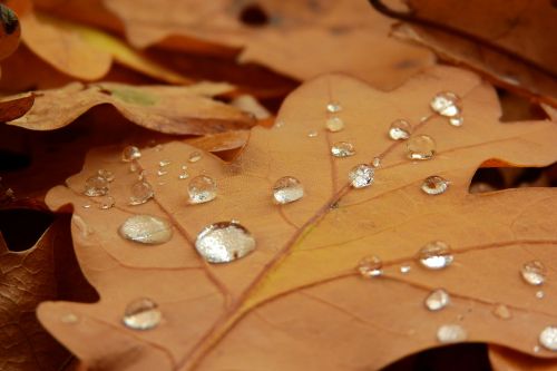 dew drops dew drops on the leaf