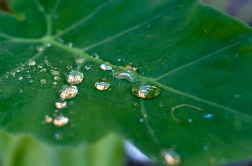 dew drops  leaf  drops