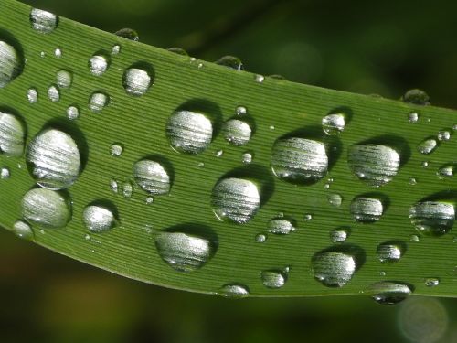 dew drops on leaf close green