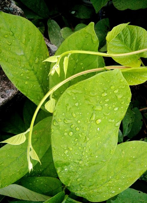 dew drops soon  leaves  clove