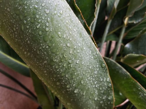 Dew Kissed Palm Leaf