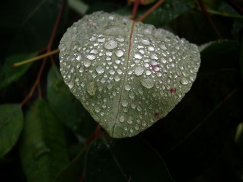 dew on leaf droplets nature
