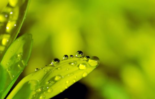 Dew On Leaf
