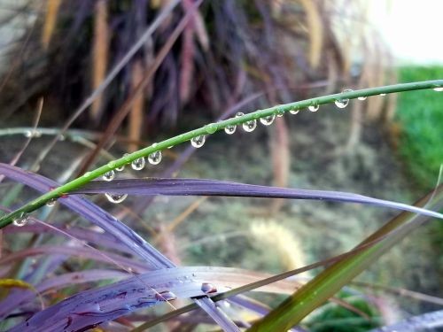 Dew On Plant