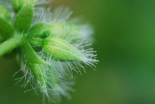 dewdrop bud close