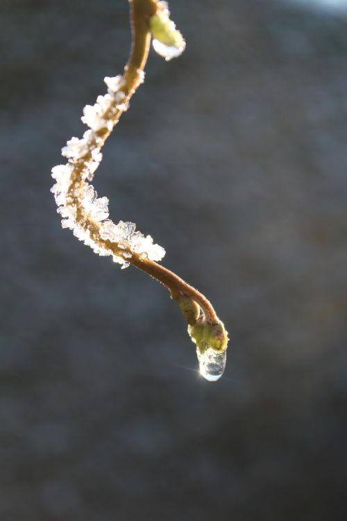 dewdrop frost winter