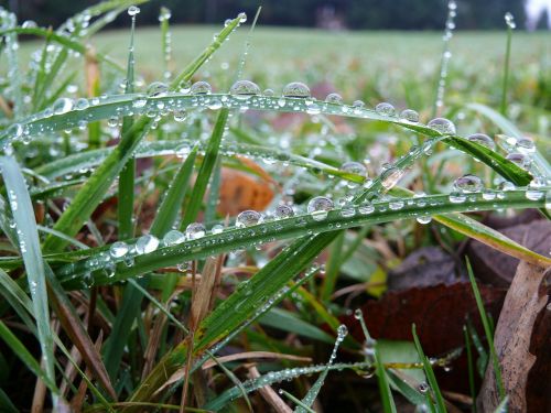 dewdrop grass grass with dew