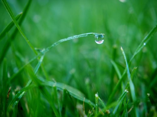 dewdrop drop of water garden