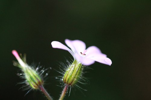 dewdrop  blossom  bloom