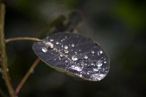dewdrop  dew  leaf