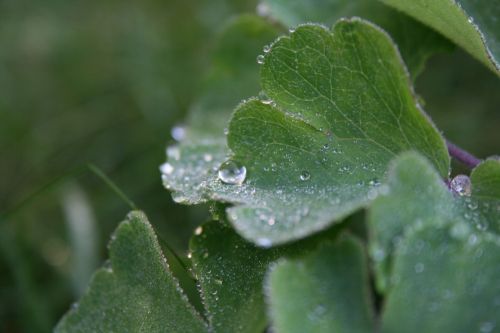 dewdrop leaf plant