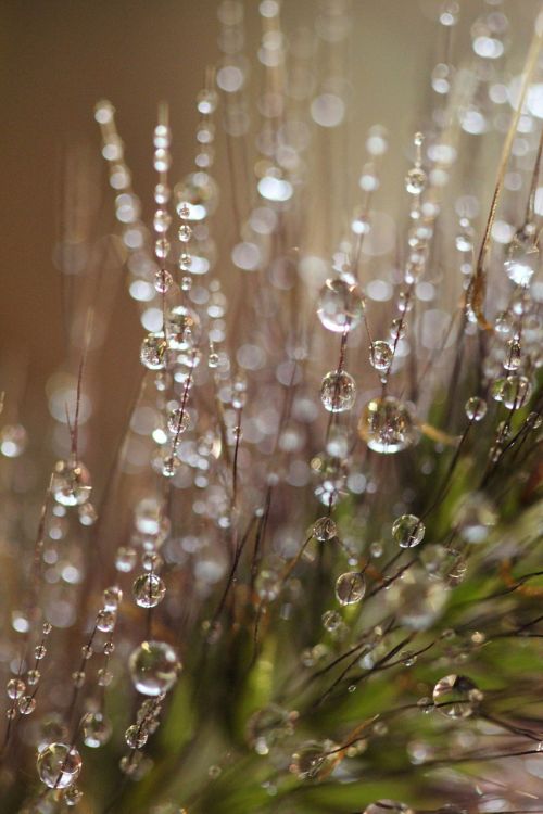 dewdrops morning nature