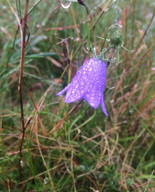 dewdrops bellflower purple flower