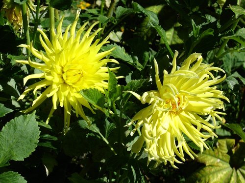 dhalia  dalia  yellow