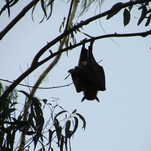dharwad india bat