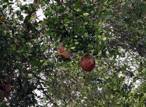 dhundhul dhundal tree mangrove cannon-ball tree