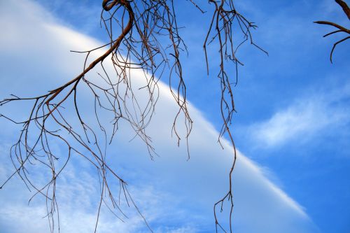 Diagonal Cloud Behind Branches