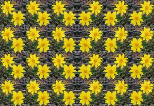 Diagonal Daisy Wallpaper