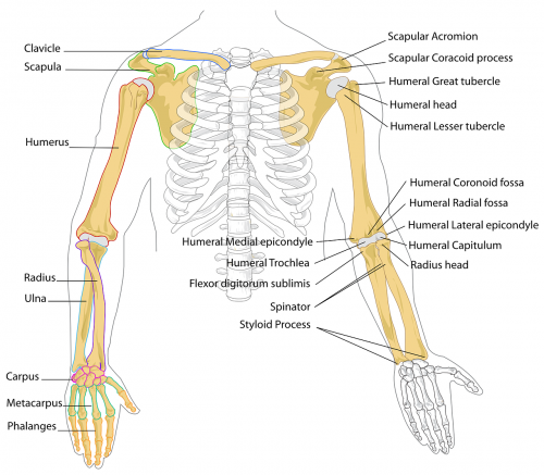 diagram human bones