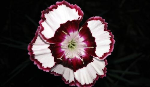 dianthus flower devon siskin