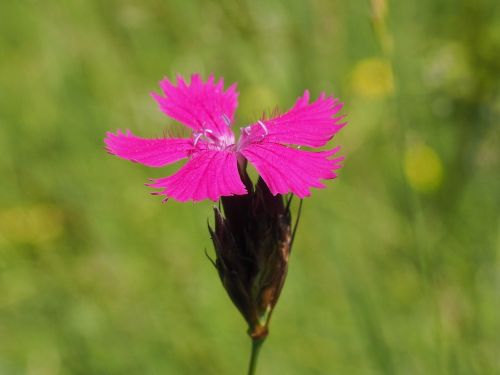 dianthus flower plant