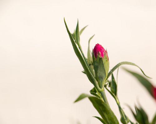 dianthus pink winter flowers