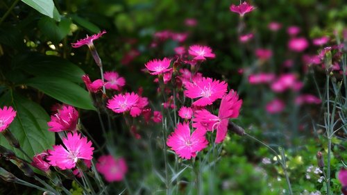 dianthus  pink flower  flowering plant