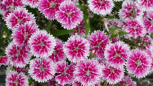 dianthus  flowers  pink