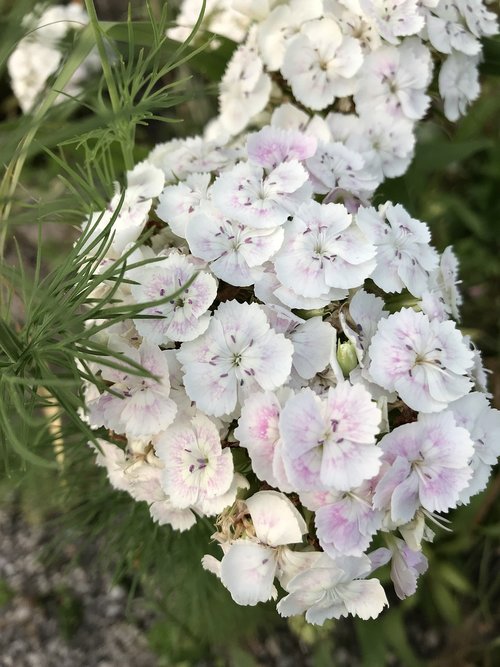 dianthus  white  flower