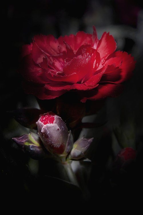 dianthus  carnation  red
