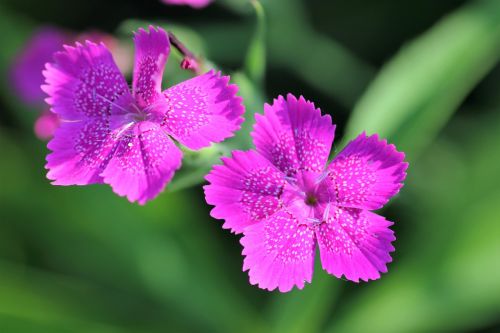 dianthus armeria wild carnation flower