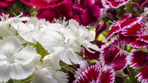 dianthus barbatus ornamental plants pentecost