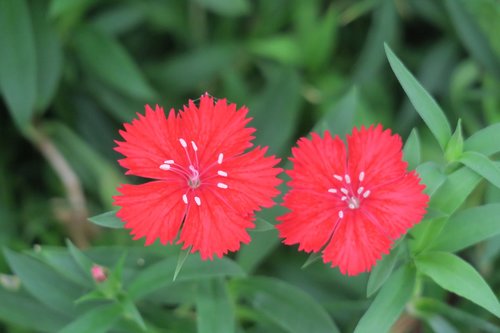 dianthus flowers  nature  plant