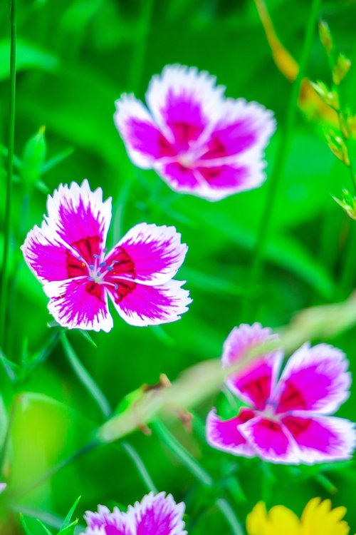 dianthus flowers  nature  plant
