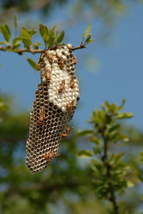 diaper wasp nature