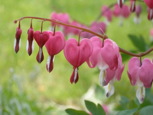 dicentra spectabilis flower hearts flower