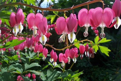 dicentra spectabilis bleeding heart flowers